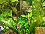 plants problems