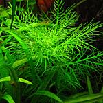 Hygrophila balsamica