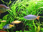 Melanotaenia boesemani, Melanotaenia papuae, Melanotaenia trifasciata