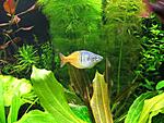 Melanotaenia boesemani 1