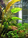 Cryptocoryne usteriana, Anubias barteri var. caladiifolia, Anubias barteri var. nana, Cryptocoryne wendtii Tropica