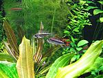 Apistogramma cacatuoides male+female