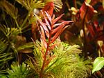 ������ �������� (Rotala rotundifolia var."Colorata")