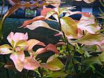 Ludwigia repens