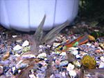 IMG 4975 
Poecilia wingei (  )