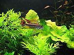 Apistogramma cacatuoides male 1