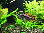 Apistogramma cacatuoides male