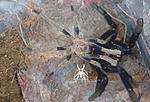 Ornithoctonus aureotibialis ♀  ♂