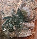 Pamphobeteus nigricolor (13 L) ♀