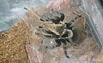 Ornithoctonus aureotibialis ♀  ♂