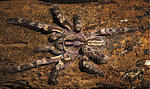 Poecilotheria srilakensis ♀