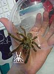 Lampropelma carpenteri (ex Phormingochilus carpenteri) ♂