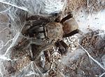 Chilobrachys sp. Kaeng krachan   