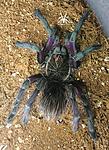 Pamphobeteus sp. Machala (10 L) ♂