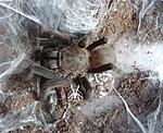 Chilobrachys sp. Kaeng krachan   