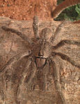 Poecilotheria srilakensis ♂