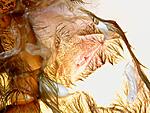 Stromatopelma calceatum (5 L) ♀