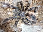 Avicularia sp. Peru purple (13 L) ♀