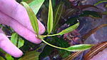 Schismatoglottis roseospatha Gunung Hose Kapit