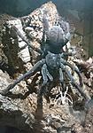 Lampropelma carpenteri (ex Phormingochilus carpenteri) (13 L) ♀