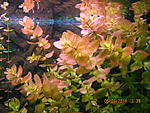 IMG 4458