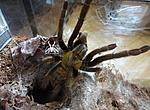 Cyriopagopus schmidti DCF (ex Haplopelma schmidti DCF) (12 L) ♀