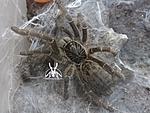 Ceratogyrus meridionalis (11 L) ♀