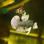 IMG 3043