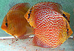 IMG 5666