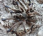 Idiothele mira (13 L) ♀