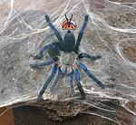 Cyriopagopus lividus (ex Haplopelma lividum) (12 L) ♀