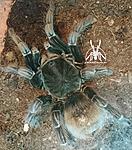 Pamphobeteus sp. Ecuador (?) ♀