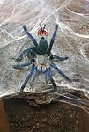 Cyriopagopus lividus (ex Haplopelma lividum) (12 L) ♀