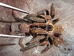  Cyriopagopus schmidti DCF (ex Haplopelma schmidti DCF)