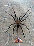 Linothele megatheloides (adult) ♂