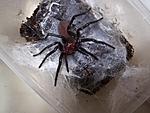 Macrothele gigas (Shimojana & Haupt, 1998) ♀