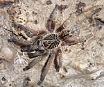 Idiothele mira (13 L) ♀