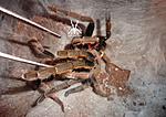  Cyriopagopus schmidti DCF (ex Haplopelma schmidti DCF)