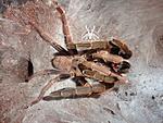  Cyriopagopus schmidti DCF (ex Haplopelma schmidti DCF)
