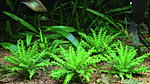 Pogostemon Helferi