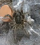 Ceratogyrus meridionalis (11 L) ♀