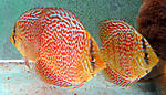 IMG 5671