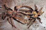  Cyriopagopus schmidti DCF (ex Haplopelma schmidti DCF)