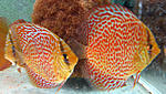 IMG 5668