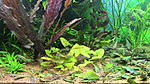 Nymphaea sp. Dwarf, Santarem