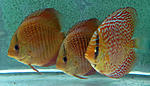 IMG 5706