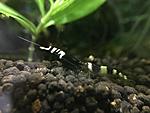 Taiwan Bee Black Pinto