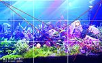 Aquascape rules in my aquarium