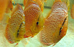 IMG 5820