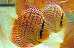 IMG 5826
